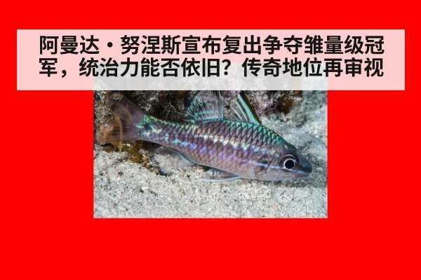 阿曼达·努涅斯宣布复出争夺雏量级冠军，统治力能否依旧？传奇地位再审视 | 9game app